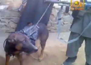 Taliban’ın Yakaladığı Köpek ABD’lilerin Mi?