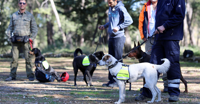 Sokak köpekleri hayat kurtaracak