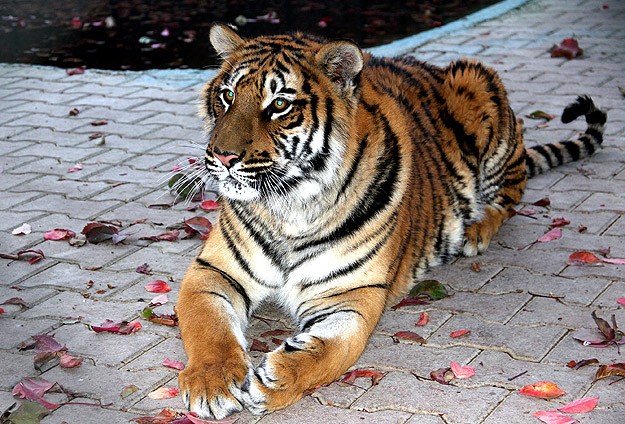 Hindistan'da kaplan dehşeti sürüyor