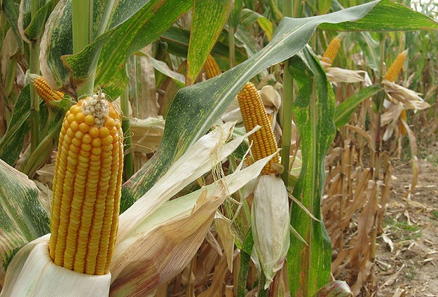 AB’de yeni bir GDO