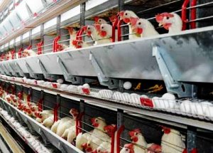 Danimarka'da Helal Kesim İçin Kampanya