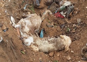 Çivril’de Köpek Katliamı İddiası