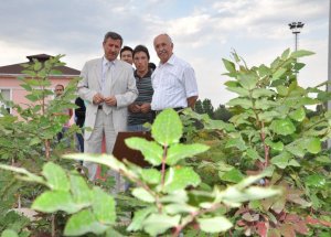 Kütahya'ya 32 Milyon Fidan