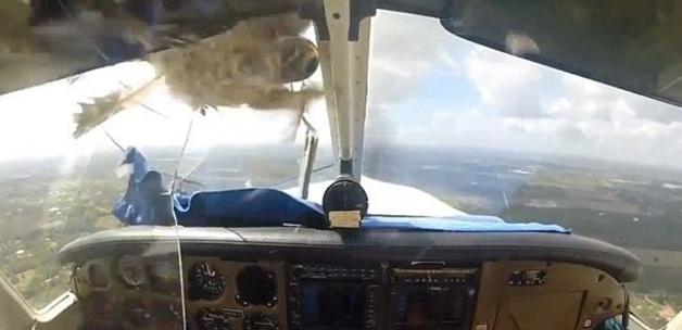 Kuş, uçağın camını delip geçti