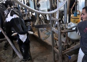 İsrail Ablukası Hayvanları Da Vuruyor