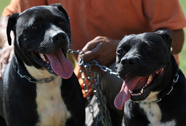 Bu kez pitbull şiddete maruz kaldı