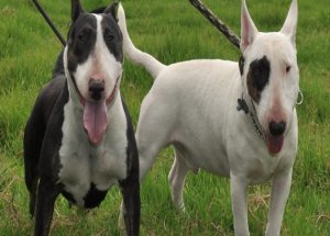 Küçük Kızın Yüzünü Parçaladılar