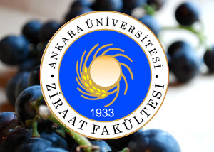 İçki Fabrikası Gibi Fakülte