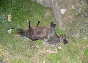 Kamyonet Ata Çarptı: 3 Yaralı