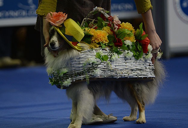 Moskova'da köpek fuarı