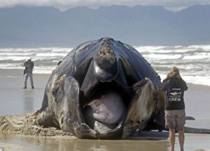 Dev Balina Karaya Vurdu!