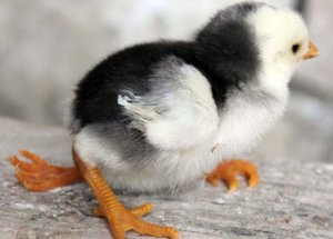 Bu Civciv Görenleri Şaşırtıyor