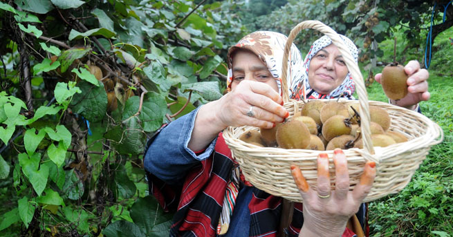 Çay ve kiviye don darbesi
