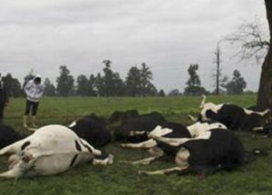 60 İneği Yıldırım Çarptı