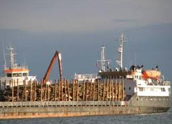 Ordu'da ihracat 5 kat arttı