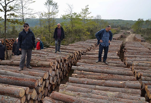Sinop'taki kesim orman işletmeciliği