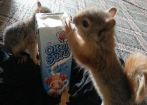 3 Yavru Sincabı Sütle Besliyor