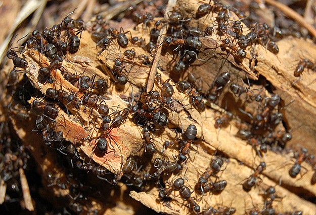 Amazon köylülerinin karıncalı intikamı