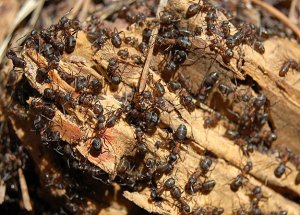 Köylülerin Karıncalı İntikamı