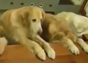 Dua Eden Köpekler Şaşırtıyor!