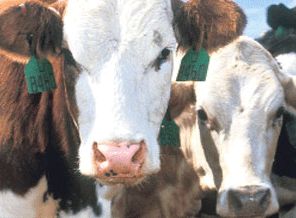 Hayvancılığımıza Yönelik Casus Saldırısı