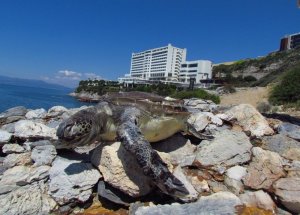 Ölü Bir Caretta Caretta Daha Bulundu