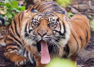 Almanya'nın Hayvanat Hahçesinden Muhteşem Kareler
