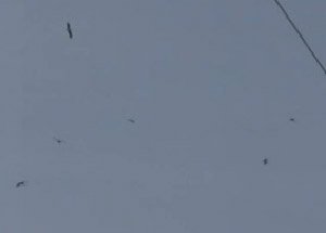 Boğaz'da Hayran Bırakan Kuş Göçü