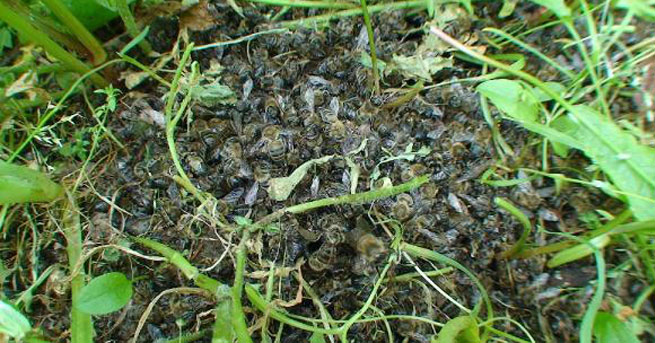 Tarım ilaçları bal arılarını telef etti