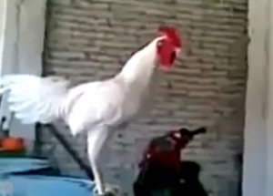 Sosyal Medyayı Sallayan Horoz!