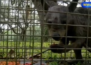 Canavar Uyduya Takıldı!