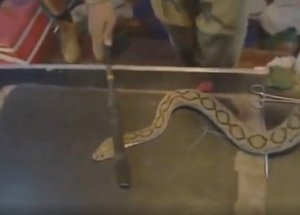 Yılan İnsanı Nasıl Zehirler? İşte O Görüntüler