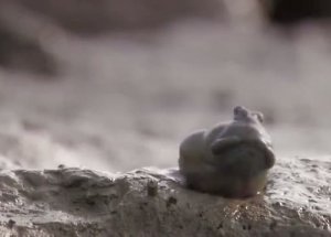 Karada Yaşayan Balık!