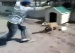 Pitbull İle Şakanın Feci Sonu