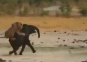 Sürüden Ayrılan Fil Aslanlara Yem Oldu