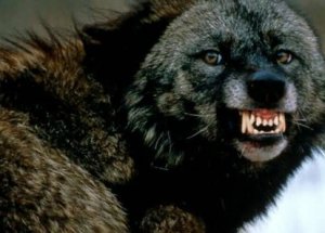 Ağrı'da Kuduz Vakası