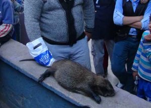 Su Maymununu Fare Sanınca...