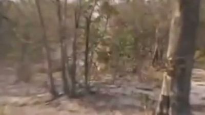 Üzerine Gelen Aslanı Son Saniyede Vurdu!