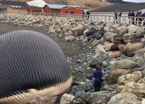 Dev Balina Her An Patlayabilir!