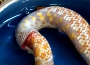 Yılan Kendi Kendini Yedi!