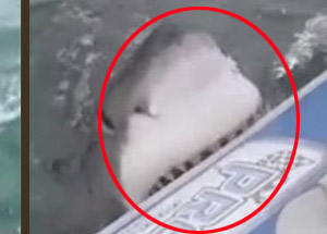 Köpek Balığı Şişme Bota Saldırdı