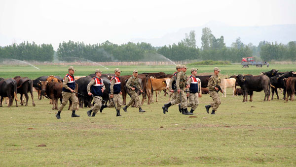 Tokat'ta Mera Gerginliği