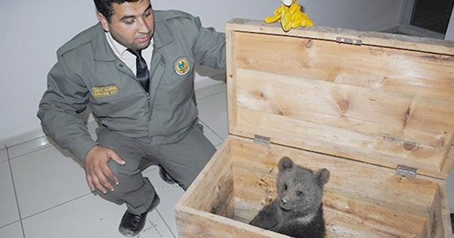 Sandıktan Yaralı Ayı Yavrusu Çıktı