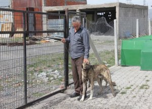 Barınaktaki Köpekler Sahiplerini Bekliyor