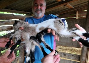 8 Bacaklı Keçi Doğdu!