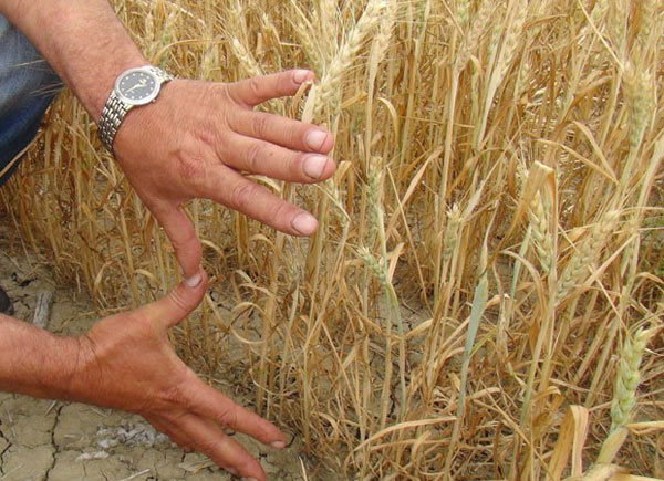 Çiftçiler Böylesini İlk Kez Gördü