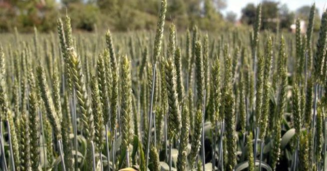 'Türkiye’nin Yulaf İthaline Son Vereceğiz'