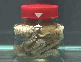 Ahtapotun Herkesi Şaşırtan Yeteneği