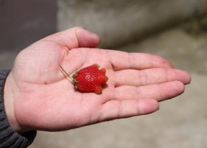 İmamın Bahçesinde 4 Parmaklı Çilek Yetişti