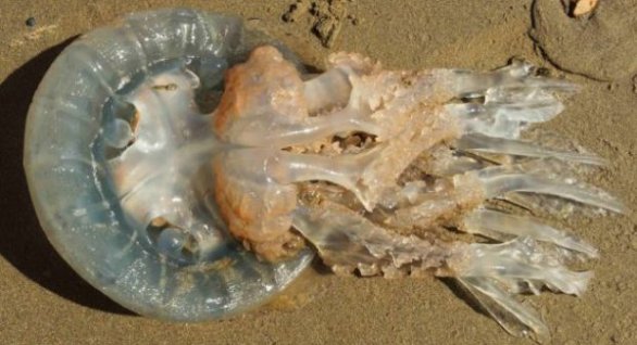 Görenler Şaşkına Döndü!